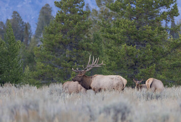 Bull and Cow Elk Rutting in Wyoming in Autumn