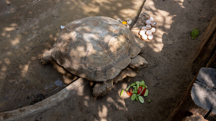 Obraz premium Turtles and Tortoises 