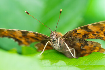 Obraz na płótnie Canvas Close-up portrait of a Polygonia c-album butterfly on green background