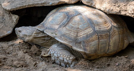 Turtles and Tortoises 