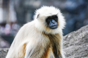 Mono blanco con la cara negra en la india