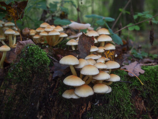 Pilzkolonie auf einem abgestorbenem Baumstumpf im Wald mit angenehm unscharfem Hintergrund