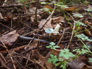 Träuschling auf Waldboden zwischen Zweigen und Blättern 