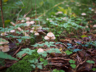 Pilzkolonie im herbstlichen Wald mit unscharfem grünem Hintergrund