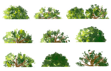 Fototapeta premium Vector watercolor of tree side view isolated on white background for landscape and architecture drawing, elements for environment and garden, painting botanical for section and elevation 