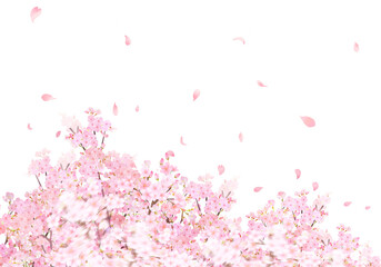 美しく華やかな花びら舞い散る春の桜の白バックフレーム背景素材 © MerciArtworks