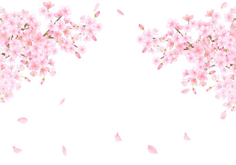 Obraz na płótnie Canvas 美しく華やかな花びら舞い散る春の桜の白バックフレーム背景素材