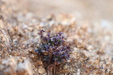 Wildflower on the rock - Macro photography - On the Olympus mount feet - Wildlife of Greece