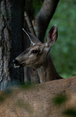 Deer into a forest vertical hoto