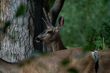 Deer into a forest wide photo