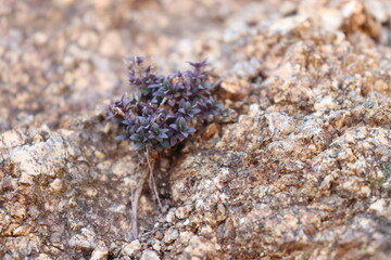 Wildflower on the rock - Macro photography - On the Olympus mount feet - Wildlife of Greece