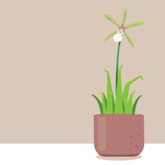Vector of beautiful orchid, Aspasia Lunata. Orchid flower in a plant pot on a white table and brown wall background. Minimal style graphic design.