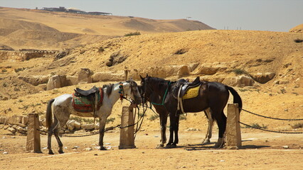 Horses at the pyramids in Giza, Egypt, Africa
