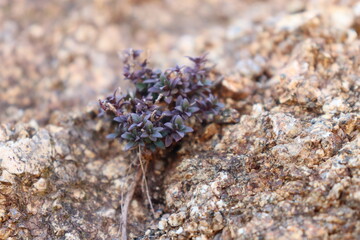 Wildflower on the rock - Macro photography - On the Olympus mount feet - Wildlife of Greece