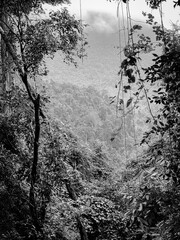 black and white forest background