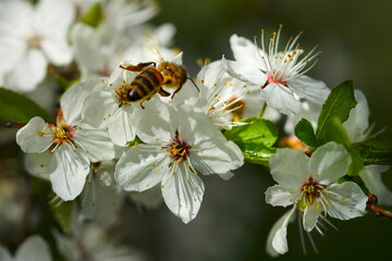 Apple tree flowers on a branch with a bee close-up.