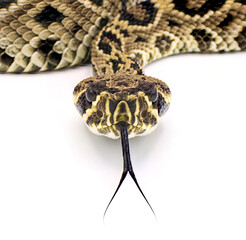 Rattlesnake stare front view straight on with tongue out. Neonate, young or juvenile eastern...