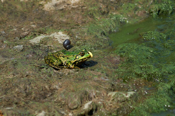 Green frog on the bank of the pond.