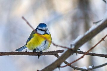Forest songbird in winter on a branch in the forest.