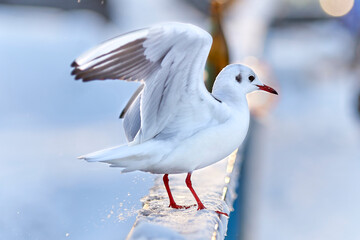 Beautiful white seagull in winter close-up.