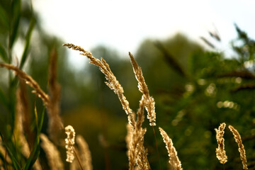 Golden spikelets in the sun close-up.