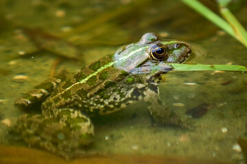 Frog in the lake close-up.