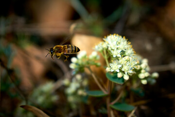 Bee in flight over flowers close-up.