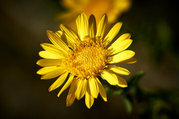 Young sunflower close-up on a dark background.