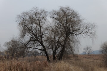 나무, sky, 네이처, 경관, 나무, 겨울, 봄, 목초, 구름, 나무, 들판, 눈, blue, 가을, 안개, 나무, 시골, 미스트, 식물, 태양, 농촌, cold, 가지, 고독한