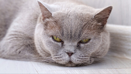 Grey cat lies and looks at the camera