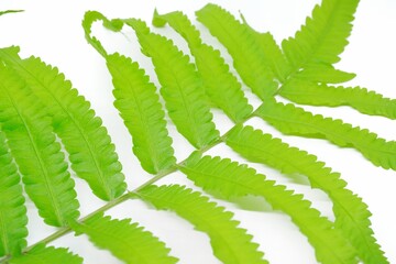 Green leaves fern tropical rainforest foliage plant isolated on white background, Ornament leaf. 