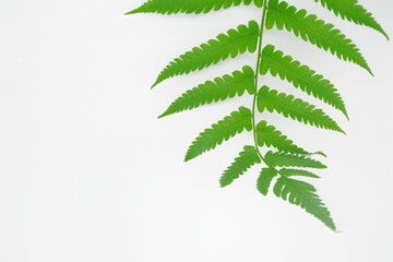 Green leaves fern tropical rainforest foliage plant isolated on white background, Ornament leaf. 