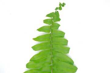 Green leaves fern tropical rainforest foliage plant isolated on white background, Ornament leaf. 