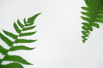 Green leaves fern tropical rainforest foliage plant isolated on white background, Ornament leaf. 