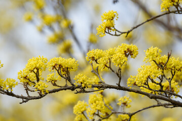Yellow flower of cornus officinalis,  Japanese cornelian cherry