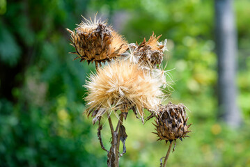 Ripe artichoke fruits and fluff, Cynara scolymus