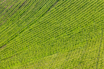 vineyard at the Austrian Slovenian border in Styria