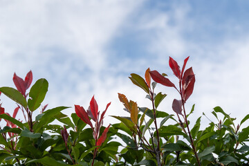 秋空に向かって紅葉する垣根のレッドロビン