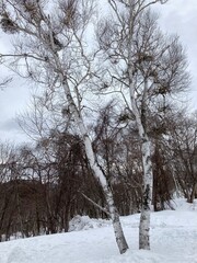 雪降るスキー場