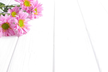 Pink daisy flowers on white wooden background