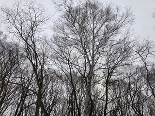 雪降るスキー場