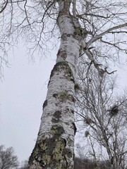 Fototapeta premium 雪降るスキー場