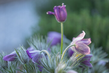 pasqueflower, Pulsatilla, vulgaris, purple, stem, violet, fragility, background, bloom, blooming, blossom, blue, blur, blurry, botanical, botany, close, close-up, closeup, colors, colours, detail, flo