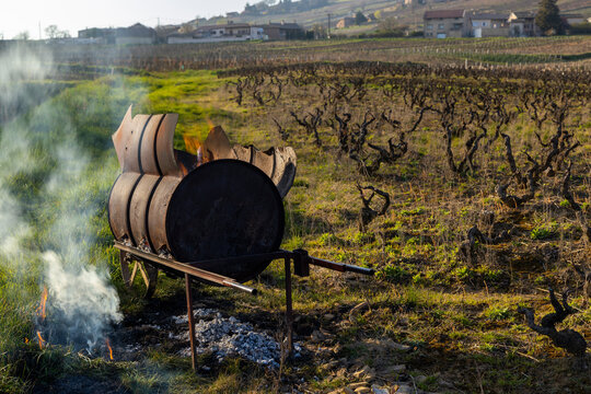 Spring vineyards near Givry, Burgundy, France
