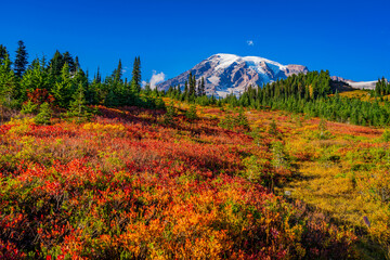 Beautiful mountain peak which is covered with snow. Mount Rainier National Park, Paradise area, fall foliage.