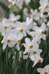 Group of white daffodils in a garden