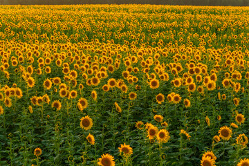 Big yellow flowers. Sunflower fields. Eastern Washington. USA