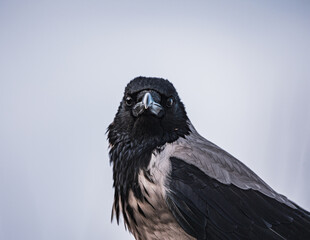 close up crow on a branch