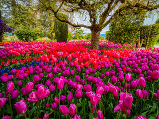 Beautiful tulips in the spring. Variety of spring flowers blooming in beautiful garden. Landscape design - the flower beds of tulips. Skagit, Washington State, USA.