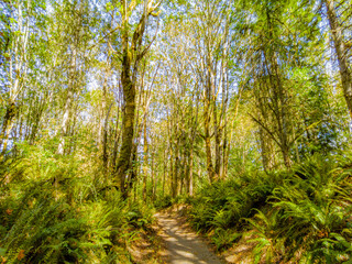 Path in the green forest. Summer forest walk. Creek trail. Coal Creek Park, Bellevue